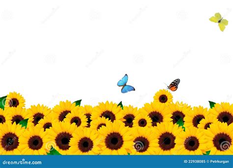 Sunflower And Butterfly Royalty Free Stock Photo Image 22938085