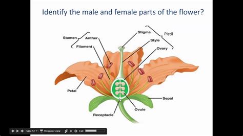 The male reproductive parts are much simpler than the female ones. Flower Anatomy - colouring mermaid