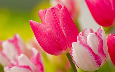 Background Hoa Tulip