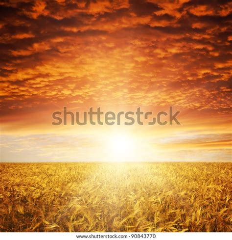 Golden Sunset Over Wheat Field Stock Photo Edit Now 90843770