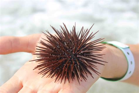Sea Urchin Facts About These Spiky Creatures Facts Net