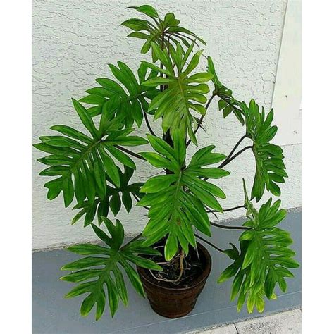 Jual Tanaman Hias Philodendron Mayoi Tanaman Philo Mayoi Segar Dan