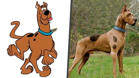 Así Lucen Los Personajes De Scooby Doo En La Vida Real Youtube