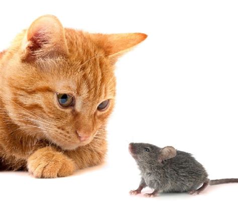 Mouse Chases Cat Why Poc