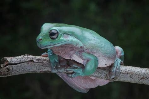 Whites Tree Frog Care Diet Habitat Setup Size And More