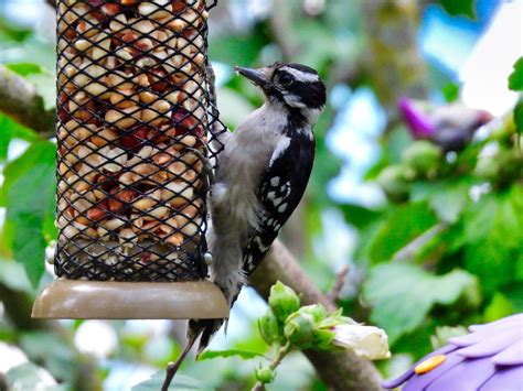 Woodpeckers In Nebraska Try To Find All 13 Species