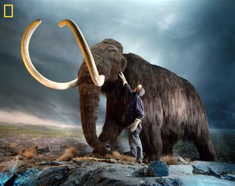 Woolly Mammoth Or Thylacine New Guide Helps Choose Which Species To