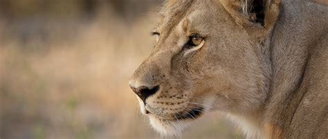 Lion African Wildlife Foundation