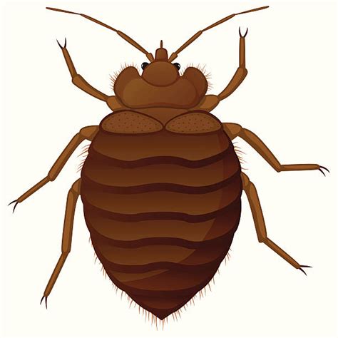 Bedbug Illustrations, Royalty-Free Vector Graphics & Clip Art - iStock