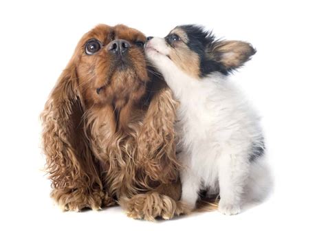 Puppy Kisses Are Full Of Affection Loyalty And About 700 Kinds Of Bacteria