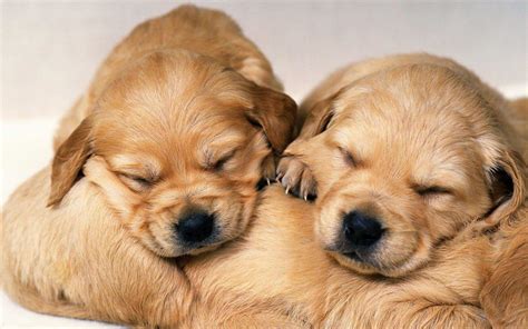 Free Download Cute Puppy Wallpapers | PixelsTalk.Net
