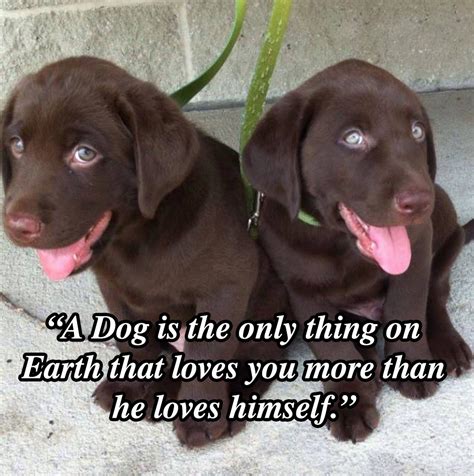 We did not find results for: 10 Dog Quotes That Will Inspire Any Dog Owner - I Heart Pets