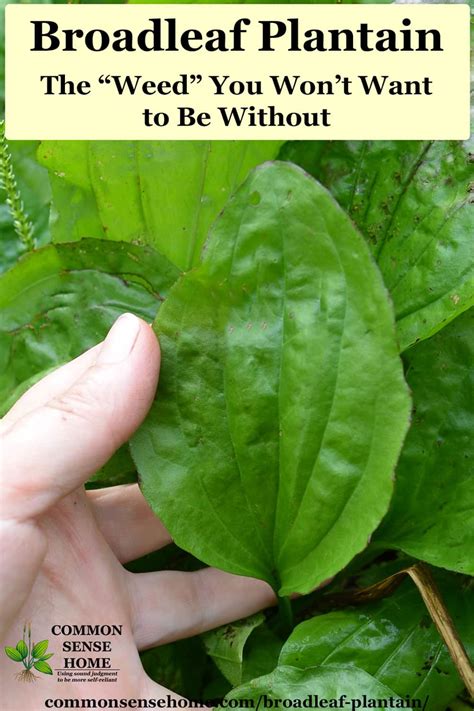 Broadleaf Plantain The “weed” You Wont Want To Be Without
