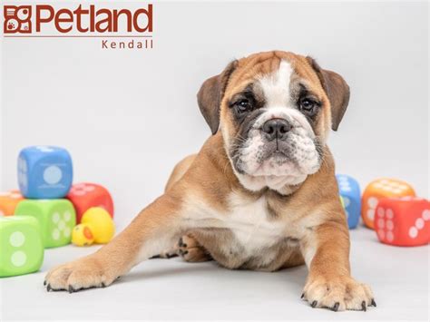 The original gfp puppy finder. Petland Florida has English Bulldog puppies for sale ...