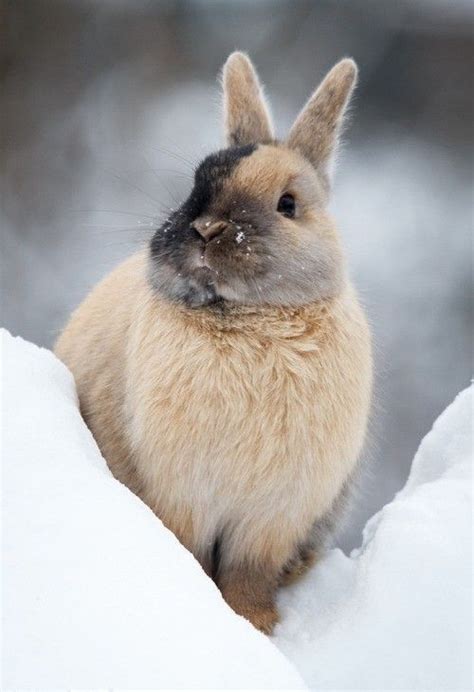 112 Best Images About Snow Bunnies On Pinterest