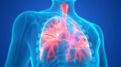 Anatomia Umana Dei Polmoni Dell Apparato Respiratorio Illustrazione Di Stock Illustrazione Di