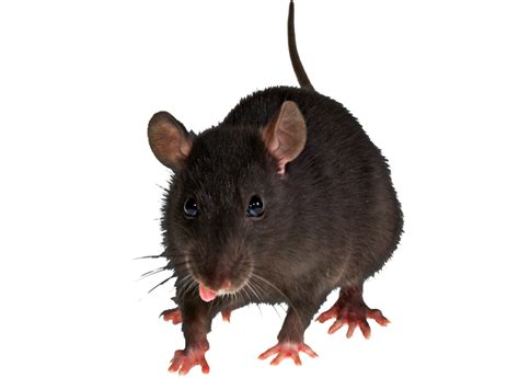 Mouse Rat Png Image Transparent Image Download Size 1024x746px