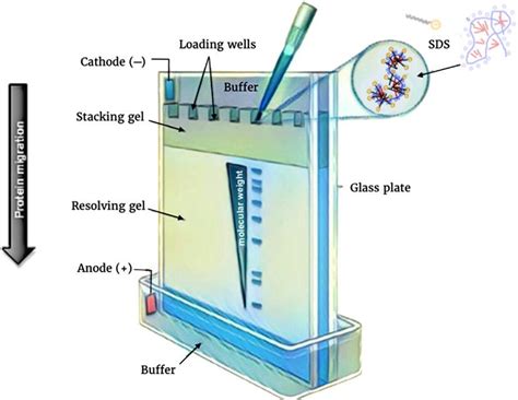 2 Schematic Of Sds Page Electrophoresis Polyacrylamide Two Part Gel