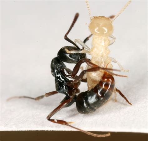 Alien Argentine Ants May Have Met Their Match Live Science