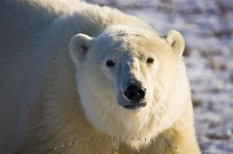 Close Up Polar Bear Portrait Picture Churchill Manitoba Photo