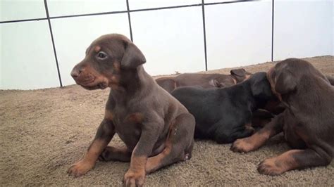 Only guaranteed quality, healthy puppies. Available European Doberman puppies - YouTube