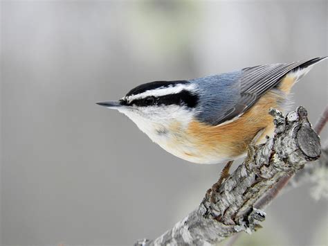 Red Breasted Nuthatch Birdforum