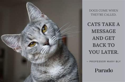 60 Best Cat Quotes And Sayings Youll Love Parade Pets