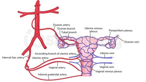 Female Pelvic Anatomy Blood Supply Arteries And Veins Of Pelvic Images