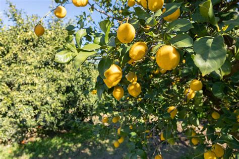 Tart And Tangy Lemon Guide Food Gardening Network