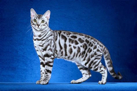 Бенгальская кошка леопардовая история породы описание характер