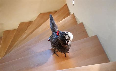 11 reasons why we think yes! How to Raise an Indoor Pet Chicken