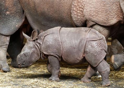 Czech Zoo Welcomes Baby Indian Rhinoceros Stories