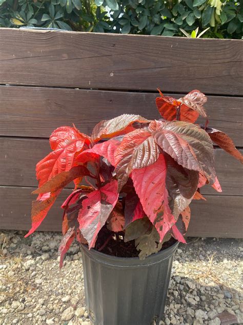 Copper Leaf Plant Acalypha Wilkesiana 10 Inch Pot Free Etsy