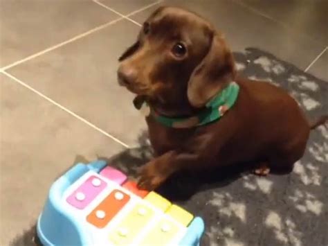 This Dachshund Knows How To Play Piano American Kennel Club