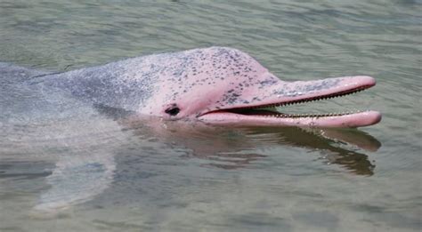 Pink Amazon River Dolphin Facts Amazon Cruises