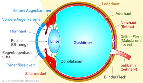 Aufbau des menschlichen Auges (Bestandteile) - Hornhaut, Iris, Pupille, Augenlinse, Glaskörper ...