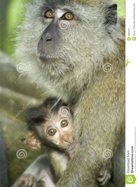 Baby Monkey With Mother Stock Image Image Of Curiosity
