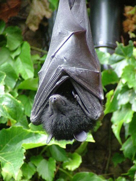 Fruit Bat Interesting Facts I ♥ Bats Fruit Bat Bat Animal Animals