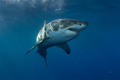 Great white shark will explore the great white's place in our imaginations, in our fears and in the reality of its role at the top of the oceanic food chain. Why Aquariums Never Have Great White Sharks | Reader's Digest