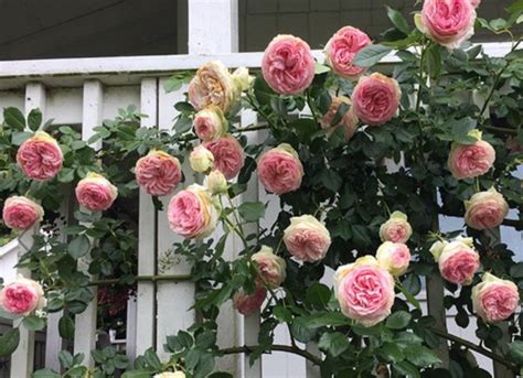 The 8 Best Climbing Roses For Your Garden Trellis Arbor Or Pergola