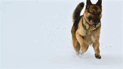 Desktop Wallpaper German Shepherd Dog Animal Snow Run Hd Image