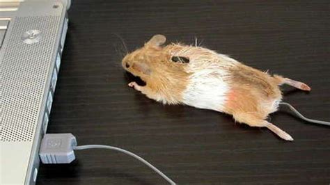 The Real Mouse Mouse