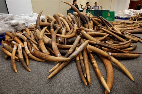 Smugglers Jailed As Chinas Biggest Ever Illegal Ivory Network