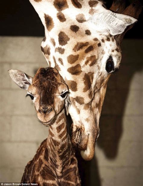 Motherly Love Doting Giraffe Helps Her Newborn Calf Take