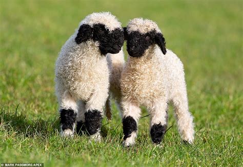 Youll Go Baa Rmy For The Cutest Lambs In Britain Pair Of Rare