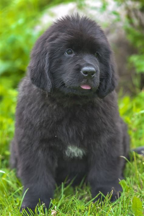10 Things Your Newfoundland Puppy Wants You To Know My Brown Newfies