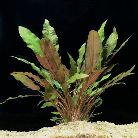 Lower Lights Terrarium Plants Fish Tanks Aquatic Plants Planted