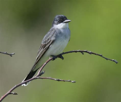 What Robin Sized Black And White Bird Has A White Stripe At The End Of Its Tail Natural