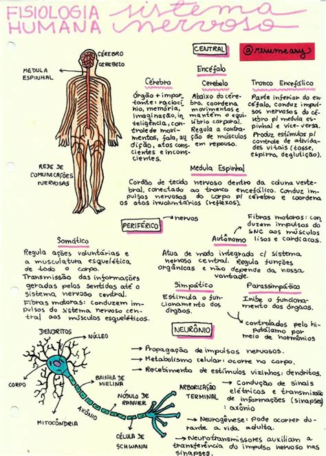 Mapas Mentais Sobre SISTEMA NERVOSO Study Maps Sistema Nervoso Resumo Sistema Nervoso
