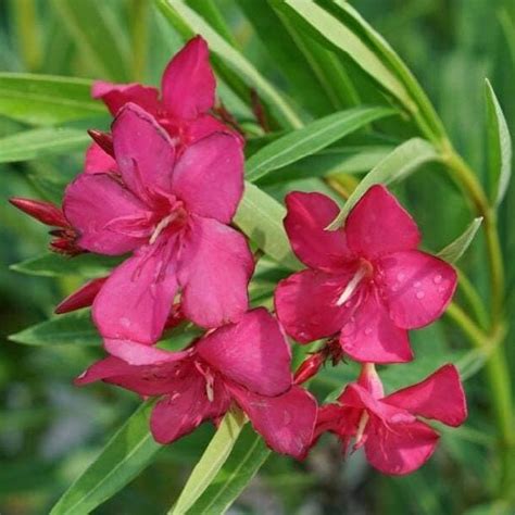 Buy Kaner Nerium Oleander Pink Single Plant At Nurserylive Pune